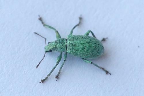 Polydrusus planifrons